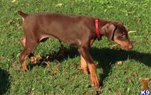 doberman pinscher puppy posted by charles peters